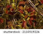 Carnivorous Venus Flytrap Plant ...