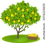 Lemon Tree And Fruits. Vector...