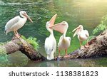 Great white pelicans sit on a...