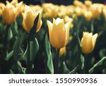 Yellow Tulip Flower Blooming In ...