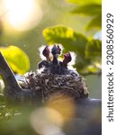 Small photo of Baby birds in nest feeding by Sardinian warbler mother (Sylvia melanocephala) nestling taking care of baby birds newborn in the nest.
