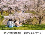 Goryokaku star fort park in springtime cherry blossom full bloom season ( April, May )with clear blue sky sunny day, visitors enjoy the beautiful sakura flowers in Hakodate city, Hokkaido, Japan