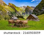 Cow farms in a mountain nature. Mountain cow pasture in Alps