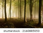 A path through the mist of the forest. Misty forest path. Fog in misty forest. Forest mist in morning