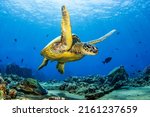 Sea turtle swims underwater....
