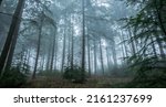Small photo of Panorama of the misty forrest. Misty forest in fog landscape