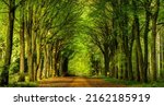 Alley Tunnel Of Trees Landscape....