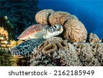 Sea Turtle In Sea Corals...