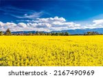Yellow rapeseed field under a...