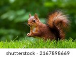 Squirrel in the green grass. Cute squirrel. Squirrel in summer park. Squirrel in nature