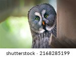 Portrait of an owl. tawny owl....