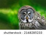 Portrait of an owl. tawny owl....