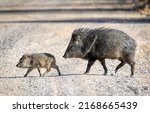 A boar cub with a mother boar....