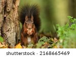 Squirrel eats a nut scene. cute ...