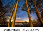 Pine trees at dawn by the lake. Pine tree trunks on milky wat background. Pine tree trunks. Pinewood trees on stary sky