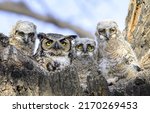 Portrait of an owl family. owl...