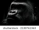 Portrait of a male gorilla...