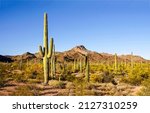 Cactus desert landscape....