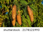 Pine cones on the branches....