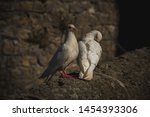 White Doves Residing At...