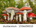 Red Toadstools In The Woods...