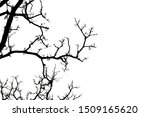 silhouette of a leafless tree... | Shutterstock . vector #1509165620