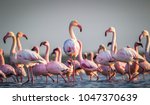 Small photo of A flamboyance of greater flamingos wading in the water in golden light at sunset, salt-pans, Eastern Cape South Africa