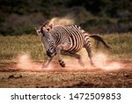 A Plains Zebra  Formally Known...