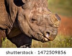 Small photo of Rhino dehorning is seen as a short term measure to prevent the killing of a Rhino for its horn by poachers. It is a sad sight, but at least gives the rhino a better chance of survival. South Africa