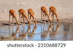 Small photo of A breeding herd of female black-faced impala (Aepyceros melampus petersi) drinking at a waterhole with reflection, Onguma Game Reserve ( neighbour of Etosha), Namibia.