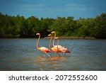 Flamingos walk on water in the Rio Lagartos Biosphere Reserve, Yucatan, Mexico