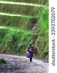 Small photo of Mu Can Chai .Vietnam - 10.27.2017 - A woman with a child on her shoulders and a large basket walks near the Mu Can Chai Rice Terraces in Vietnam
