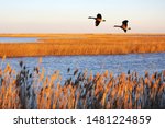 Canada geese in migration at Bombay Hook National Wildlife Refuge, Delaware, USA
