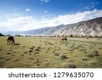 Group Of Horses Grazes On The...