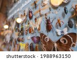 Tropical butterflies and insects pinned on museum
