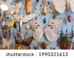 Tropical butterflies and insects pinned on museum