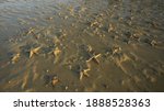 Many Starfish On The Beach...