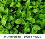 Small photo of Water Cress Vegetable After watering the plants Fresh from the ground
