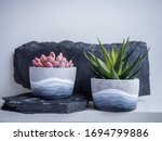 Cactus pot. Concrete pot. Two modern geometric concrete planters with painted with succulents plant on white wooden shelf isolated on white wall background.