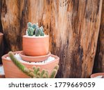 Small Terracotta Pot With Green ...
