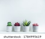 Green, red and pink succulent plants and green cactus in modern geometric cement planters on white wood shelf on white background with copy space. Concrete pots, round shape.