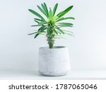 Madagascar palm cactus in modern geometric cement planter on white wood shelf on white background. Concrete pot.