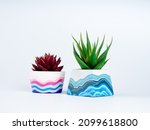 Two Succulent Plants  Green And ...
