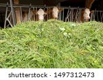 Small photo of Dung fork in a mountain of freshly cut grass in front of a cowshed