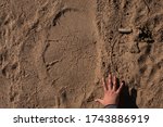Elephant Footprint Compared To...