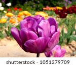 Pink violet bud of tulip, macro shot of bud, close-up shot of tulip close-up in blooming spring garden, spring bud, texture of each petal of purple tulip