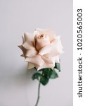 Small photo of beautiful blossoming Quicksand rose single flower on the grey wall background, close up view