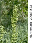 Small photo of Plant background of flowering Rumex acetosella (Sheep Sorrel)