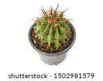 Ferocactus  Tropical Plant With ...