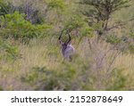 Nyala Antelope In Hluhluwe...
